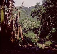 Dateiname=HAWAII007_r.jpg
Dateigröße=1255KB
Abmessungen: 1273x1216
hinzugefügt am: 02. Juni 2021 HAWAII007_r.jpg