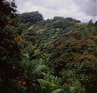 Dateiname=HAWAII009_r.jpg
Dateigröße=1294KB
Abmessungen: 1244x1186
hinzugefügt am: 02. Juni 2021 HAWAII009_r.jpg