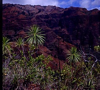 Dateiname=HAWAII091_r.jpg
Dateigröße=513KB
Abmessungen: 776x695
hinzugefügt am: 02. Juni 2021 HAWAII091_r.jpg