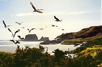 Coast-birdsKl.jpg