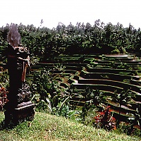 bali05_l.jpg