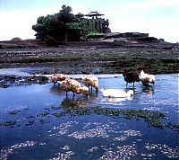 Dateiname=bali53_l.jpg
Dateigröße=710KB
Abmessungen: 1251x1114
hinzugefügt am: 02. Juni 2021 bali53_l.jpg