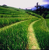 Dateiname=bali60_l.jpg
Dateigröße=1303KB
Abmessungen: 1267x1282
hinzugefügt am: 02. Juni 2021 bali60_l.jpg