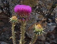 Distel1.jpg