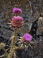 Distel2.jpg