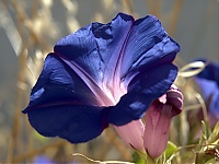 Dateiname=Morningglory2.jpg
Dateigröße=189KB
Abmessungen: 1024x770
hinzugefügt am: 08. Juni 2018 Morningglory2.jpg