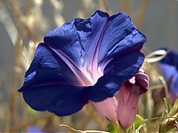 Morningglory2.jpg