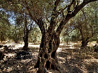 Dateiname=old_village_agiosioannis13.jpg
Dateigröße=581KB
Abmessungen: 1024x767
hinzugefügt am: 08. Juni 2018 old_village_agiosioannis13.jpg