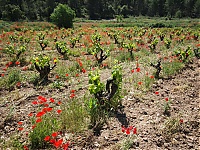 Dateiname=Near_Venta_del_Moro03.jpg
Dateigröße=632KB
Abmessungen: 1024x768
hinzugefügt am: 08. Juni 2018 Near_Venta_del_Moro03.jpg