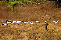 Bagan_07.jpg