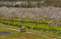 Dateiname=AlmondTrees12_Small.jpg
Dateigröße=454KB
Abmessungen: 1024x662
hinzugefügt am: 08. Juni 2018 AlmondTrees12_Small.jpg