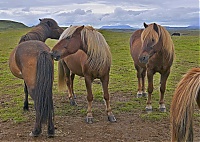 Iceland_Golden_Circle_38_ji.jpg