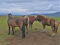 Dateiname=Iceland_Golden_Circle_40_ji.jpg
Dateigröße=648KB
Abmessungen: 1600x1202
hinzugefügt am: 29. November 2019 Iceland_Golden_Circle_40_ji.jpg