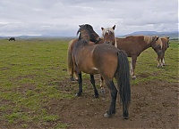 Iceland_Golden_Circle_48_ji.jpg