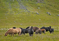 Dateiname=Iceland_Westcoast_022_ji.jpg
Dateigröße=728KB
Abmessungen: 1600x1117
hinzugefügt am: 29. November 2019 Iceland_Westcoast_022_ji.jpg