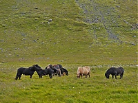 Iceland_Westcoast_027_ji.jpg