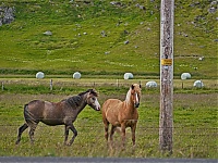 Iceland_Westcoast_029_ji.jpg