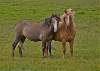 Iceland_Westcoast_030_ji.jpg