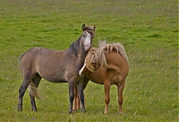 Iceland_Westcoast_031_ji.jpg