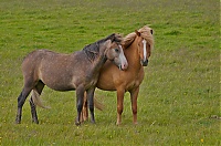 Iceland_Westcoast_034_ji.jpg