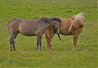 Iceland_Westcoast_037_ji.jpg