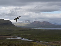 Iceland_Westcoast_061a.jpg