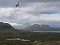 Iceland_Westcoast_061b.jpg