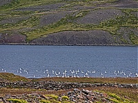 Iceland_Westcoast_079_ji.jpg