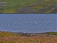 Dateiname=Iceland_Westcoast_082_ji.jpg
Dateigröße=839KB
Abmessungen: 1600x1201
hinzugefügt am: 29. November 2019 Iceland_Westcoast_082_ji.jpg