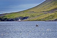 Iceland_Westcoast_084_ji.jpg