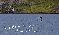 Iceland_Westcoast_086_ji.jpg