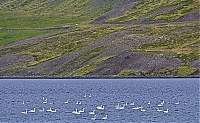 Iceland_Westcoast_088_ji.jpg