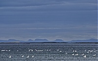 Iceland_Westcoast_096_ji.jpg