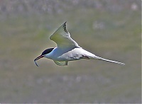 Dateiname=Westfjords_Iceland_015_ji.jpg
Dateigröße=310KB
Abmessungen: 1600x1182
hinzugefügt am: 29. November 2019 Westfjords_Iceland_015_ji.jpg