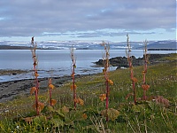 Westfjords_Iceland_048_ji.jpg