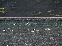 Westfjords_Iceland_096_ji.jpg