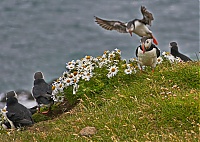 Dateiname=Westfjords_Iceland_171_ji.jpg
Dateigröße=709KB
Abmessungen: 1600x1141
hinzugefügt am: 29. November 2019 Westfjords_Iceland_171_ji.jpg