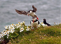 Westfjords_Iceland_172_ji.jpg