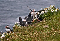 Westfjords_Iceland_173_ji.jpg