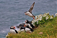 Dateiname=Westfjords_Iceland_174_ji.jpg
Dateigröße=831KB
Abmessungen: 1600x1086
hinzugefügt am: 29. November 2019 Westfjords_Iceland_174_ji.jpg