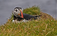 Westfjords_Iceland_178_ji.jpg