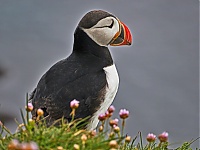 Westfjords_Iceland_189_ji.jpg