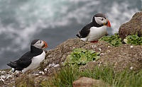 Westfjords_Iceland_198.JPG