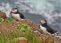 Westfjords_Iceland_198_ji.jpg