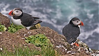 Westfjords_Iceland_199_ji.jpg