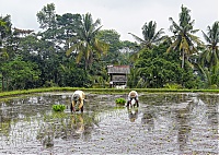 Bali_017_ji.jpg