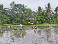 Bali_018_ji.jpg