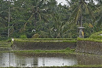 Bali_029_ji.jpg