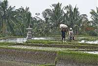 Dateiname=Bali_030_ji.jpg
Dateigröße=988KB
Abmessungen: 1800x1211
hinzugefügt am: 12. März 2021 Bali_030_ji.jpg