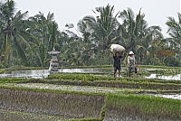 Bali_030_ji.jpg